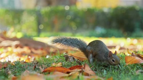 Cute Ground Squirrel Looking for Food in Dry Red Fallen Leaves on Green Meadow