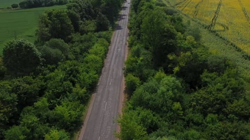 Volando sobre el camino del coche entre los árboles