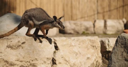 Gros plan d'un wallaby à pieds jaunes debout sur le rocher. BMPCC 4K