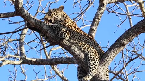 Leopard Resting in Tree Licks Paw