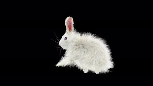 Cute Fluffy White Rabbit Sitting Still Alpha Channel Animation