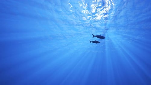 Couple of mackerels in the ocean swimming towards the surface of water. 4K HD