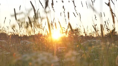 Sun's Rays of the Setting Sun Break Through the Stems of Tall Grass and Flowers in the Meadow on a
