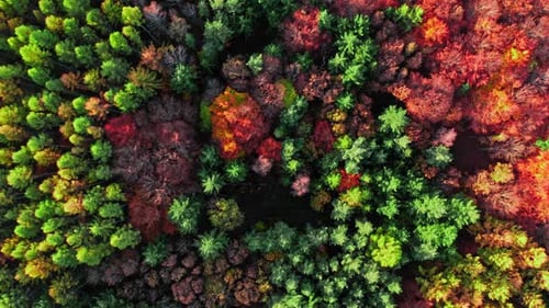 Beech forest in autumn. Aerial view of wildlife in Poland.