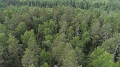Flight Over Green Forest