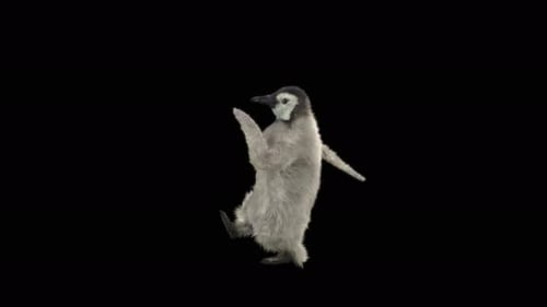 Penguin Dancing 4K