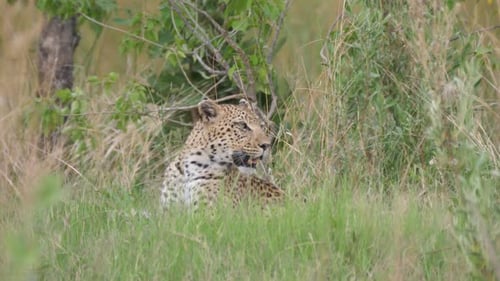 Leopard laying in the grass