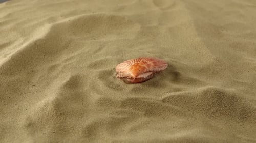 Wonderful Sea Shell, Pink, on Sand, Shadow, Rotation