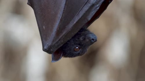 Nahaufnahme eines großen fliegenden Fuchses, der friedlich kopfüber in seine Flügel gehüllt ruht