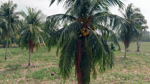Palm Trees and Lush Fields from Above