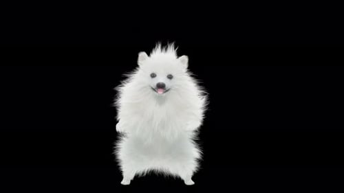 Cute White Fluffy Dog Standing and Waving Animation