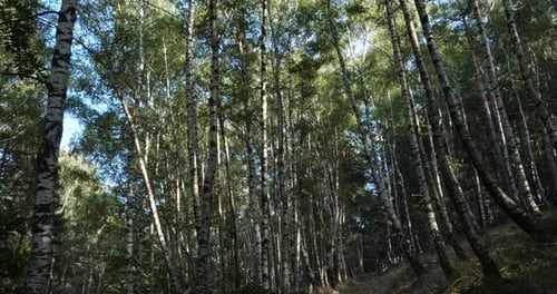 Birch forest near Le Plan de Monfort, the Cevennes National park, Lozere department, France