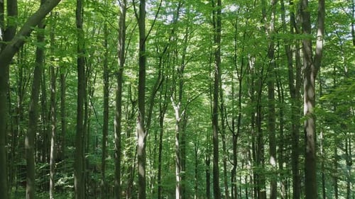 Aerial View Flying Down of Trees in the Wild Forest Illuminated By the Shining Rays of the Sun
