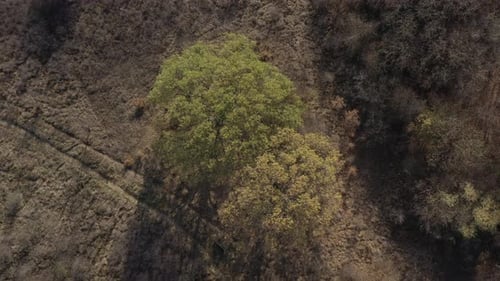 Aerial Shot of Rural Trees and Vegetation