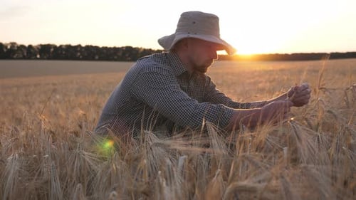 Male Farmer Sits at Cereal Meadow and Explores Wheat Ears of Crop at Sunset