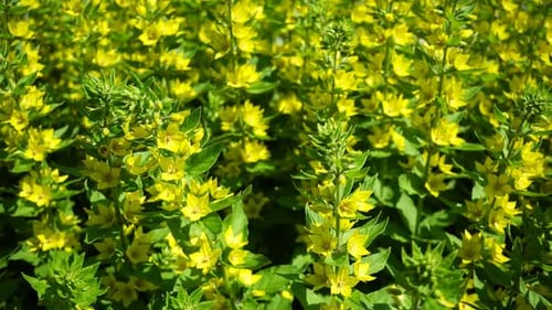 Shrubs With Bright Yellow Flowers Bloomed In The Garden.