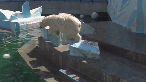 Eisbär rennt und springt in ein Wasserbecken