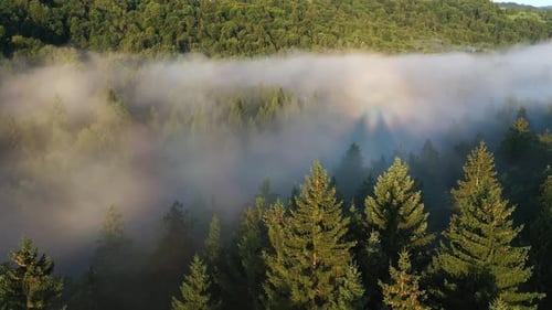 Forest Fog Landscape