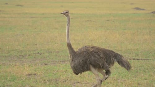 Female ostrich walking