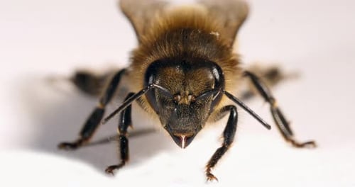 European Honey Bee, apis mellifera, Black Bee against White Background, Normandy, Real Time 4K