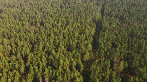Vista aérea sobre floresta de coníferas e lago.