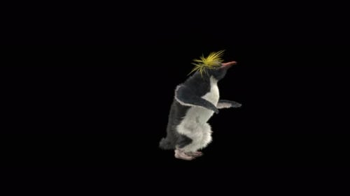 Penguin Dancing 4K