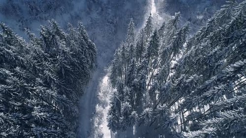 Vertical Pan Shot of a Snowy Forest Winter Mountain Landscape Carpathian Mountains