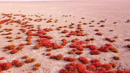 Arid Desert Landscape with Red Shrubs, Aerial View