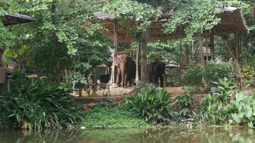 Elephants Resting Under Shelter in a Tropical Landscape