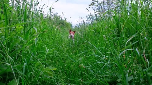 Dog Runs Down Path Through Tall Green Grass