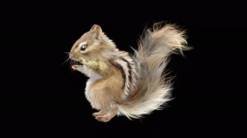 75 Chipmunk Hip Hop Tanzen 4K