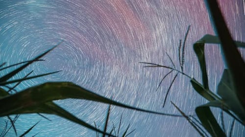 Spin Trails Of Stars Above Maize Corn Field Plantation