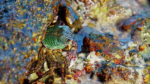 Crab on the Rock at the Beach