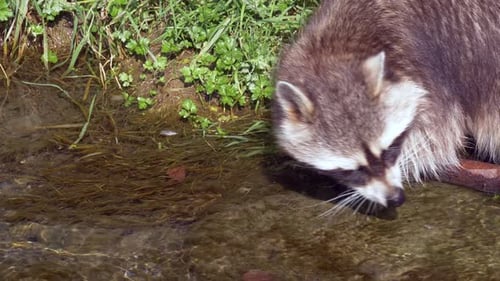 Young Raccoon in water stream looking for food during sunny day in nature.Slow motion track shot.