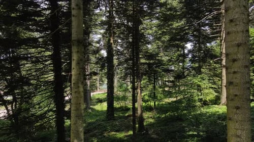 Forest Trees