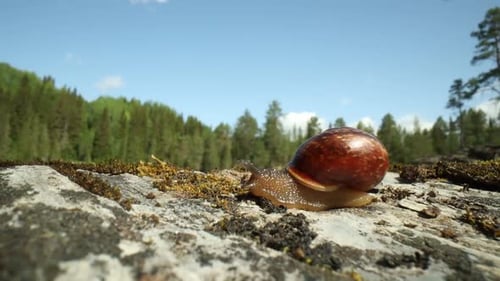 Schnecke kriecht langsam