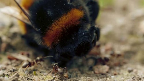 Aggressive Attack of Ants To Bumblebee on the Ground in Forest