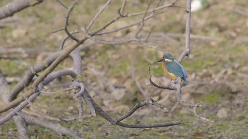 Kingfisher listo para cazar