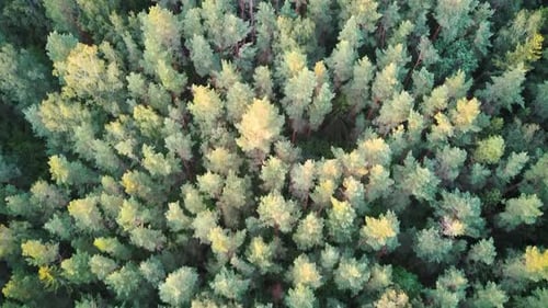 Aerial Top Down View of Green Pine and Spruce Conifer Treetops Forest in the Autumn. 4K Video