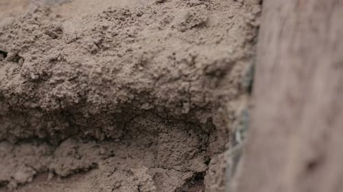 Termite