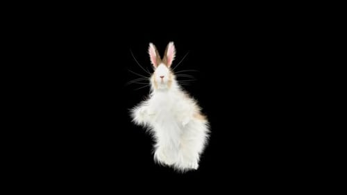 Hase: Tanzen HD