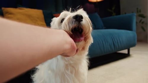 Loving Petting of a Fluffy White Dog