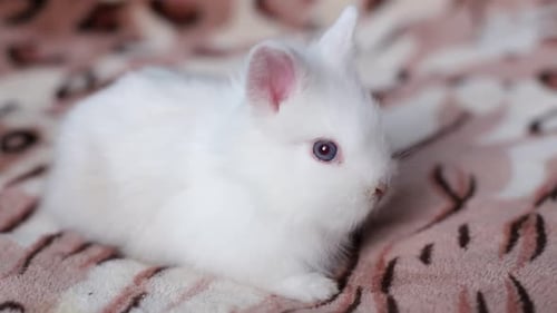 Adorable White Rabbit Resting on Blanket