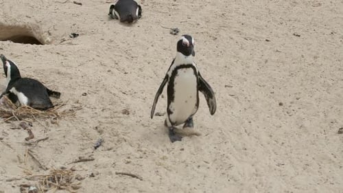 African Penguin Spheniscus Demersus Also Known As the Jackass Penguin and Blackfooted Penguin
