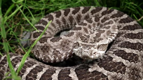 Macro close up of rattlesnake flicking tongue slow motion