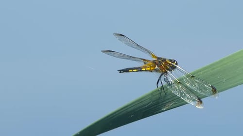 Libelle