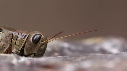 Macro Close Up of a Brown Grasshopper