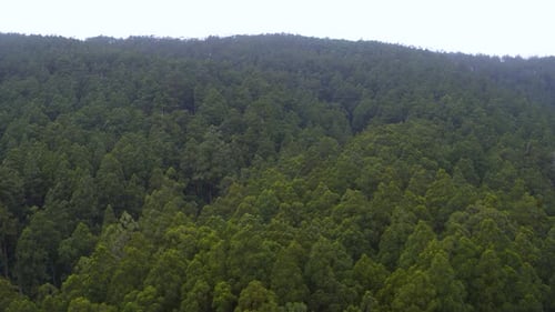 Aerial Drone Shot a Green Forestcovered Hill in Countryside Drone pulling back to reveal trees