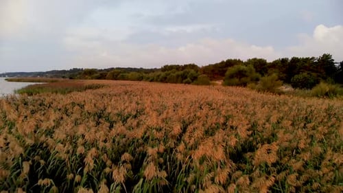 Aerial View of Golden Reed Field near Water