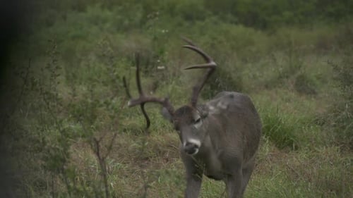 whitetail bucks in Texas, USA